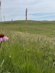 Helictochloa hookeri