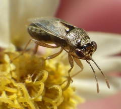Geocoris punctipes