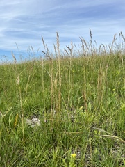 Helictochloa hookeri