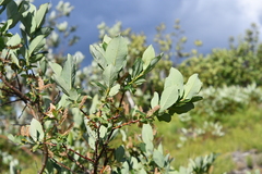 Salix hastata