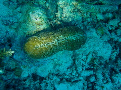 Ctenactis crassa