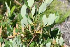 Salix hastata