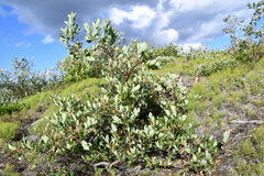 Salix hastata