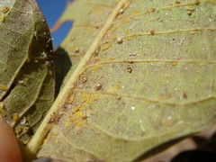 Chromaphis juglandicola