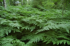 Pteridium pinetorum