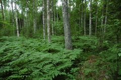 Pteridium pinetorum