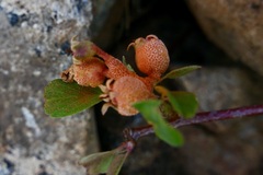 Gymnotelium blasdaleanum