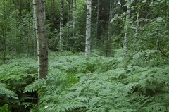 Pteridium pinetorum