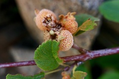 Gymnotelium blasdaleanum