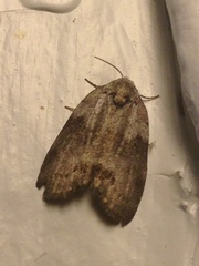Polygrammate cadburyi