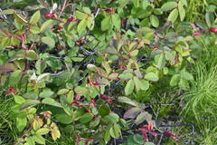 Rosa acicularis