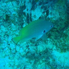 Pomacentrus nigromarginatus