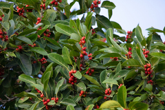 Ficus benghalensis