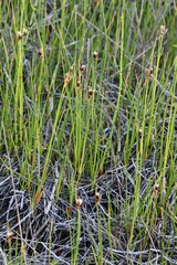 Juncus castaneus leucochlamys