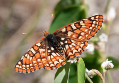 Euphydryas chalcedona sierra