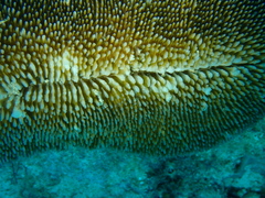 Ctenactis crassa