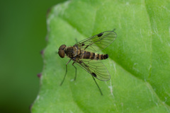 Chrysopilus splendidus