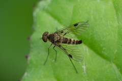 Chrysopilus splendidus