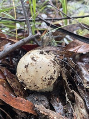 Amanita ochrophylloides