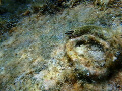 Plagiotremus goslinei