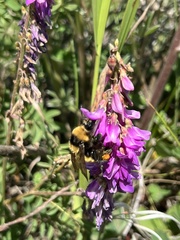 Bombus borealis