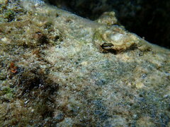 Plagiotremus goslinei