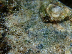 Plagiotremus goslinei