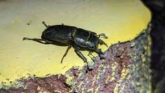 Serrognathus kyanrauensis