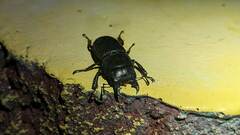 Serrognathus kyanrauensis