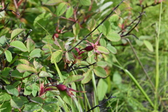 Rosa acicularis
