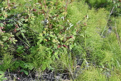 Rosa acicularis