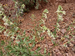 Silene dichotoma