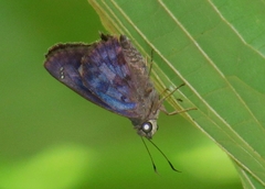 Polygonus leo arizonensis