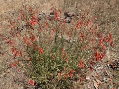 Penstemon rostriflorus