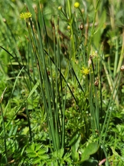 Trichophorum distigmaticum