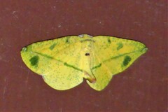 Omiza miliaria
