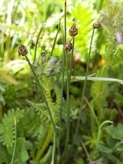 Trichophorum distigmaticum