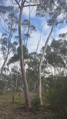 Eucalyptus cladocalyx