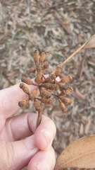 Eucalyptus cladocalyx