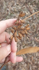 Eucalyptus cladocalyx