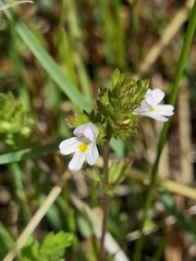 Euphrasia regelii