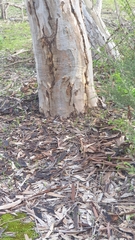 Eucalyptus cladocalyx