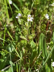 Euphrasia regelii