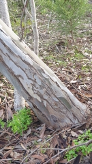 Eucalyptus cladocalyx