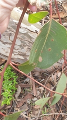 Eucalyptus cladocalyx
