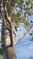 Eucalyptus cladocalyx