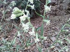 Silene dichotoma