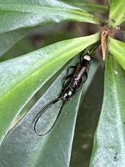 Opisthocosmiinae
