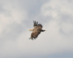 Haliaeetus albicilla