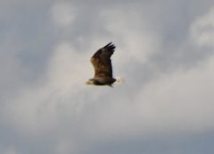 Haliaeetus albicilla
